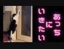 ドアの開け方を開けた翌日にドアノブを変えられた猫