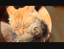 猫の本物交尾5