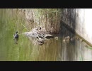 カルガモ親子が卵を抱えた他の鳥の巣に近づいてしまうVSバン【カルガモ親子ヒナ3日目】Gb組