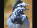 【激レア野鳥シーン】ハクセキレイの冠羽が逆立つ