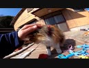様々な問題を抱える猫の島【野良猫】【感動猫】
