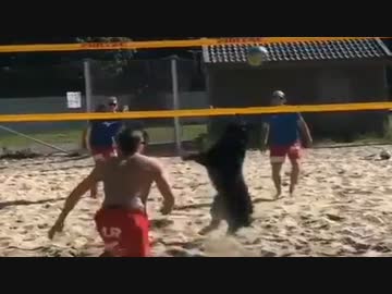 ホモと見る　3匹の人間とバレーボールを楽しむ犬