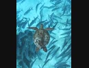 ホモと見る　浦島太郎目線の竜宮城