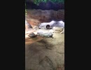 睨みを効かせるイグアナ [京都市動物園 体験] (2021/11/6)