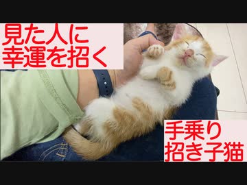 ミニミニ保護子猫、手乗り招き子猫に覚醒する