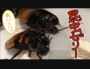 昆虫ゼリーを黙々と食べるマダゴキ
