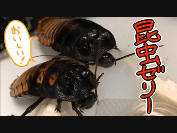昆虫ゼリーを黙々と食べるマダゴキ