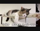 猫の夢はスーパーマン