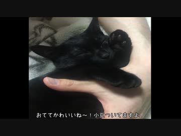 甘えんぼ黒猫はいいぞ。