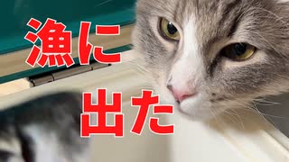 【猫】愛するノルウェージャンの子猫のために漁に出てサバ釣ってきた【ユル日記】