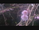 変なおじさんとこの　鶏さん２６８　桜満開♪
