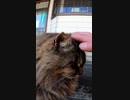 調子に乗った結果、悲劇が訪れるぼっちなおっさん#Shorts【野良猫】【感動猫】