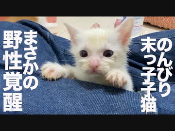 末っ子保護子猫、突然の野性覚醒で兄弟子猫がドン引きする