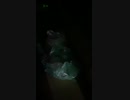 のんのんびよらーのひまつぶし
