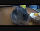 ハムスター飼いました。その130～2022年3月だよ!!体重測定だよ!!～