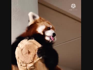 ネオパークオキナワの動物たち♪