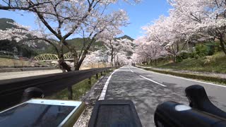 奈良県　下北山 　桜花見