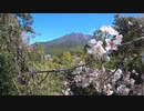ある日の桜島（その３２１）＜「桜島自然恐竜公園」にて桜と桜島を眺めた＞