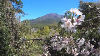 ある日の桜島（その３２１）＜「桜島自然恐竜公園」にて桜と桜島を眺めた＞