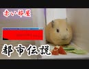 【第六回】モルモットと聞く怪異譚【赤い部屋】