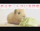 【モルモットのいる日常】レタスを食べるモルモット【風助】