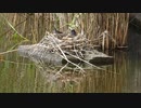 黒い水鳥が卵を守っていた