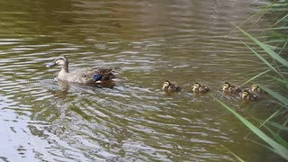 【困る母】赤ちゃんカモが揃わない【カルガモ親子ヒナ3日目】Gb組