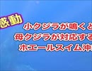 小クジラが鳴くと母クジラが対応する！ホエールスイム沖縄