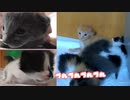 お薬我慢してたけど…最後にプルプルしちゃったあ「だってまだ子猫だもの」