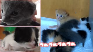 お薬我慢してたけど…最後にプルプルしちゃったあ「だってまだ子猫だもの」