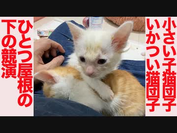 ミニミニ子猫団子といかついボス猫団子、競演する