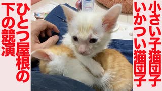 ミニミニ子猫団子といかついボス猫団子、競演する