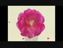 新参者と見る 好きな作品 OP・ED集 : その㉔