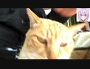 自由自在な猫の耳
