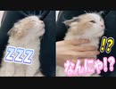 【実写】自分のゲップにビックリして飛び起きる猫がかわいすぎるｗｗｗ【すとぷり】