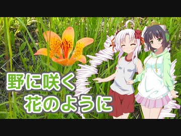 【ついなちゃん・京町セイカ】野に咲く花のように（ダ・カーポ）【SynthVカバー】