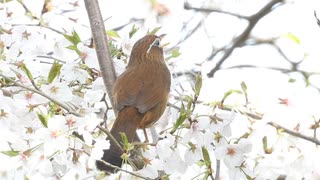 ゲームセンターみたいな声の鳥