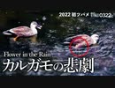0322C【初燕、冬鳥夏鳥、春の花】カルガモのケガ、花粉ヒヨドリ、コガモの鳴き声、白いホトケノザや雨の草花、シジュウカラ水浴び【野鳥撮影と観察】　#身近な生き物語　#シロバナホトケノザ　#野鳥動画