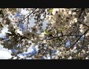 Chillout「春宵一刻 03 (はるよいひととき)」※01341