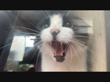 凶暴猫と暮らすことになりました