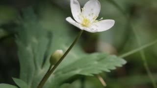 死にたくなったら呼んでくれ、決して薬にはならないのだけど / 結月ゆかり