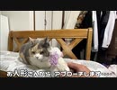 好き嫌いがはっきりした猫。