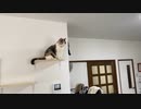 気になる猫の【DIY】はとっても可愛い。