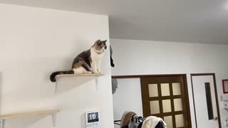 気になる猫の【DIY】はとっても可愛い。