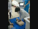 女vs救命講習