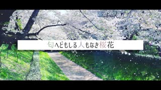 匂へどもしる人もなき桜花/OИE[CeVIO AI］ 【akatsukikyo】オリジナル曲