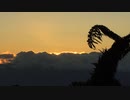 Fern frond and sunrise over cloud bank　石川崇弘