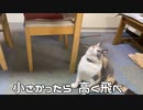 そろそろ痩せたい猫のジャンプ披露します。