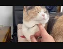 ふりふりご機嫌そうな猫の心境がこちら