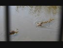 カルガモ親子の母は強し